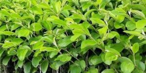 Thai Apple Ber Plant