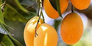Fresh Alphanso Mango