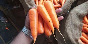 Carrots