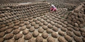 Cow Dung Cake