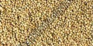 Guar Gum Seeds