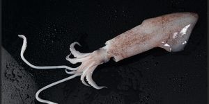Frozen Squid
