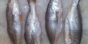 Silver Croaker Fish