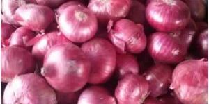 Fresh Red Onion