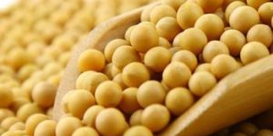 Organic Soybean Seeds