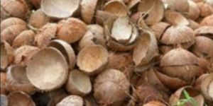 Coconut Shells