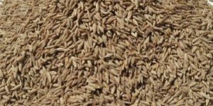 Cumin Seed