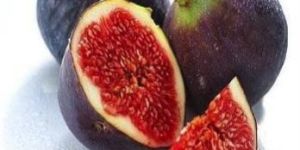 Fresh Fig
