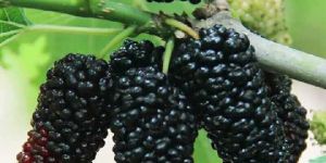 Fresh Mulberry