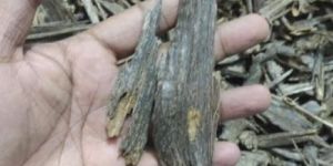 Agarwood Chips