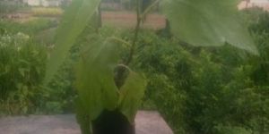 Anjeer Plants