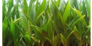 Desi Coconut Plants