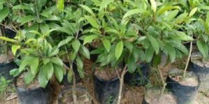 Kali Patti Chiku Plants