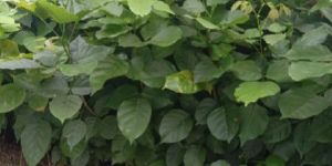 Karanja Plants