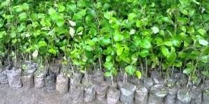 Apple Ber Plants