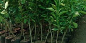 Mosambi Plants