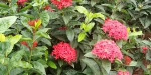 Outdoor Plants