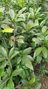 Cricket Ball Chiku Plants