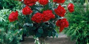 Rose Plants