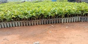 Taiwan Pink Guava Plants
