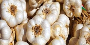 Fresh Garlic