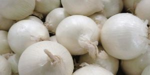 Fresh White Onion