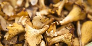 Brown Dry Oyster Mushroom