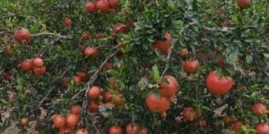 Pomegranate