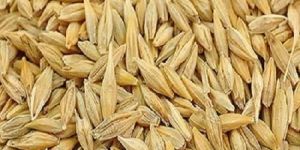 Barley Seeds