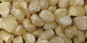 White Corn Seeds