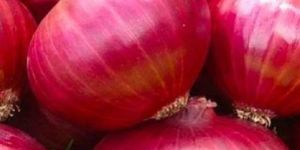 Fresh Red Onion