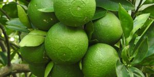 Bari 1 Malta(Original Grafting Plant)