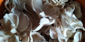 Oyster Mushroom