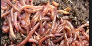 Live Earthworm