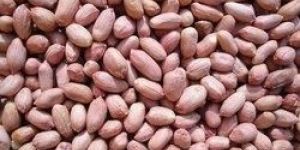 Groundnut Kernels