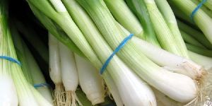 Fresh Green Onion