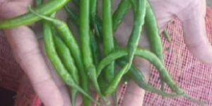 Green Chilli
