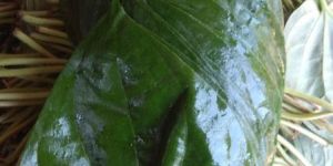 Betel Leaf