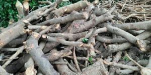 Pancharau Jalau Firewood