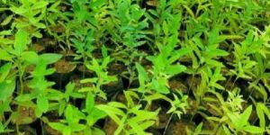 Chandan Indoor Plant