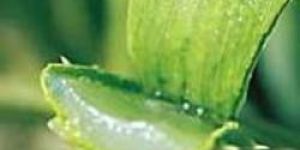Aloe Vera Gel