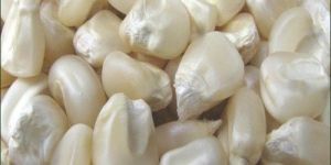 White Maize