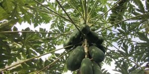 Papaya