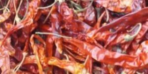 Dry Red Chilli