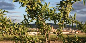 Almond Plant