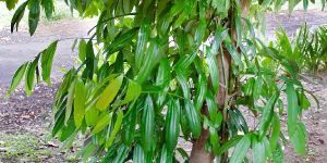 Cinnamon Plant