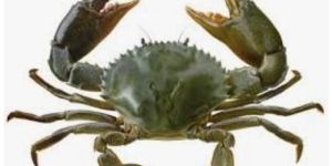 Live Green Mud Crab