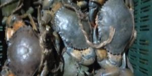 Live Red Mud Crab