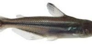 Vietnam Fish Basa Fish