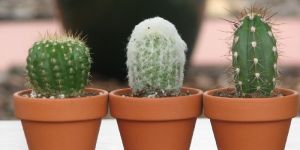 Terracotta Indoor Planters
